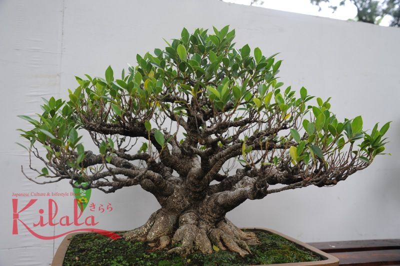 Bonsai trên đất Việt Bonsai trên đất Việt